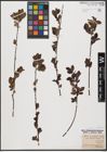 Foto von Salix aurita L. x Salix myrtilloides L.